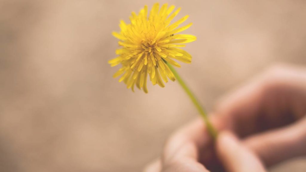 植物図鑑はポケット版がオススメ お散歩やお出かけに持ち運び便利 こども教育図鑑